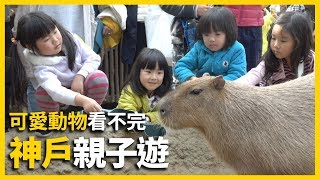 【日本旅遊】 神戶親子遊推薦景點｜水族館動物園特搜