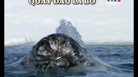 [VTV2]Thế giới động vật - Gấu Bắc Cực