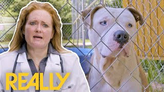 Abused Pit Bulls Rescued From Dog-Fighting Ring | Pit Bulls & Parolees