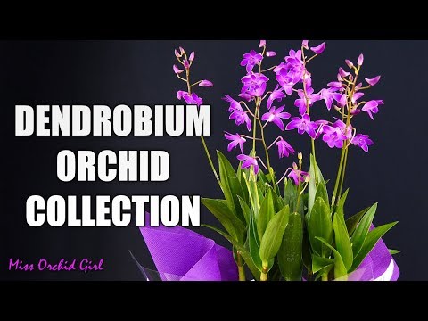 Videó: Dendrobium Nemes