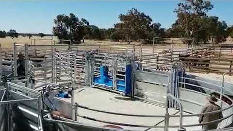 Te Pari Automatic 3 way drafting cattle crush weighing 350 cattle an hour