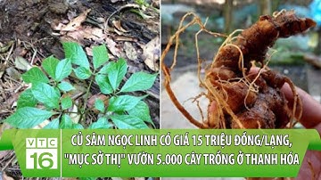Củ Sâm Ngọc Linh có giá 15 triệu đồng/lạng, "Mục sở thị" vườn 5.000 cây trồng ở Thanh Hóa | VTC16
