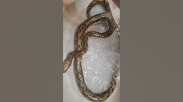 SD RETIC #reptiles#love#reticulatuspython#reticulatedpython#retic#snake#cool#bath#relaxing#cute#baby