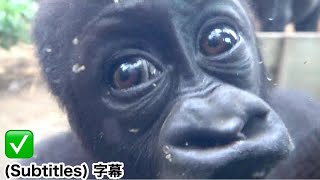 Baby Santaro loves Kintaro so much that he sniffs his feet. |Momotaro family, gorilla