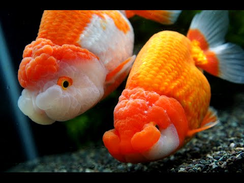 伊藤養魚場入荷情報 16 3 25 深見養魚場さんより入荷 Youtube