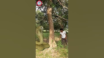 Anaconda Snake P2 #shorts #snake #python #snakes #nagin #anaconda #bigsnake #anacondasnake