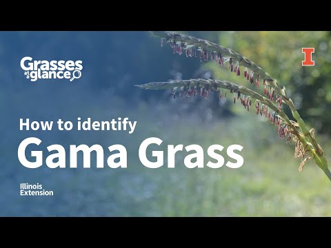 Video: Östliga gamagräsväxter: Plantera östligt gamagräs för hö
