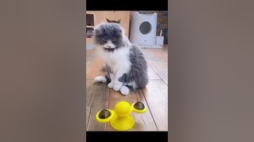Windmill Cat Toy with Led Ball and Catnip Ball