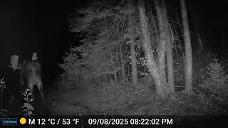 Superior National Forest Trail Cam Bull Moose 1