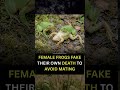 Female Frogs Fake Death 😳🐸 | Nature’s Smart Escape Trick!#naturefacts