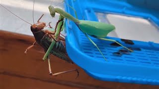 Praying Mantis VS Grasshopper