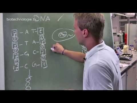 Video: Unterschied Zwischen Monocistronischer Und Polycistronischer MRNA