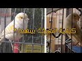 الفرق بين تصنيفي كناري الموازييك Type 1 و Type 2 