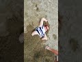 砂浴のやり方　東城百合子自然療法より