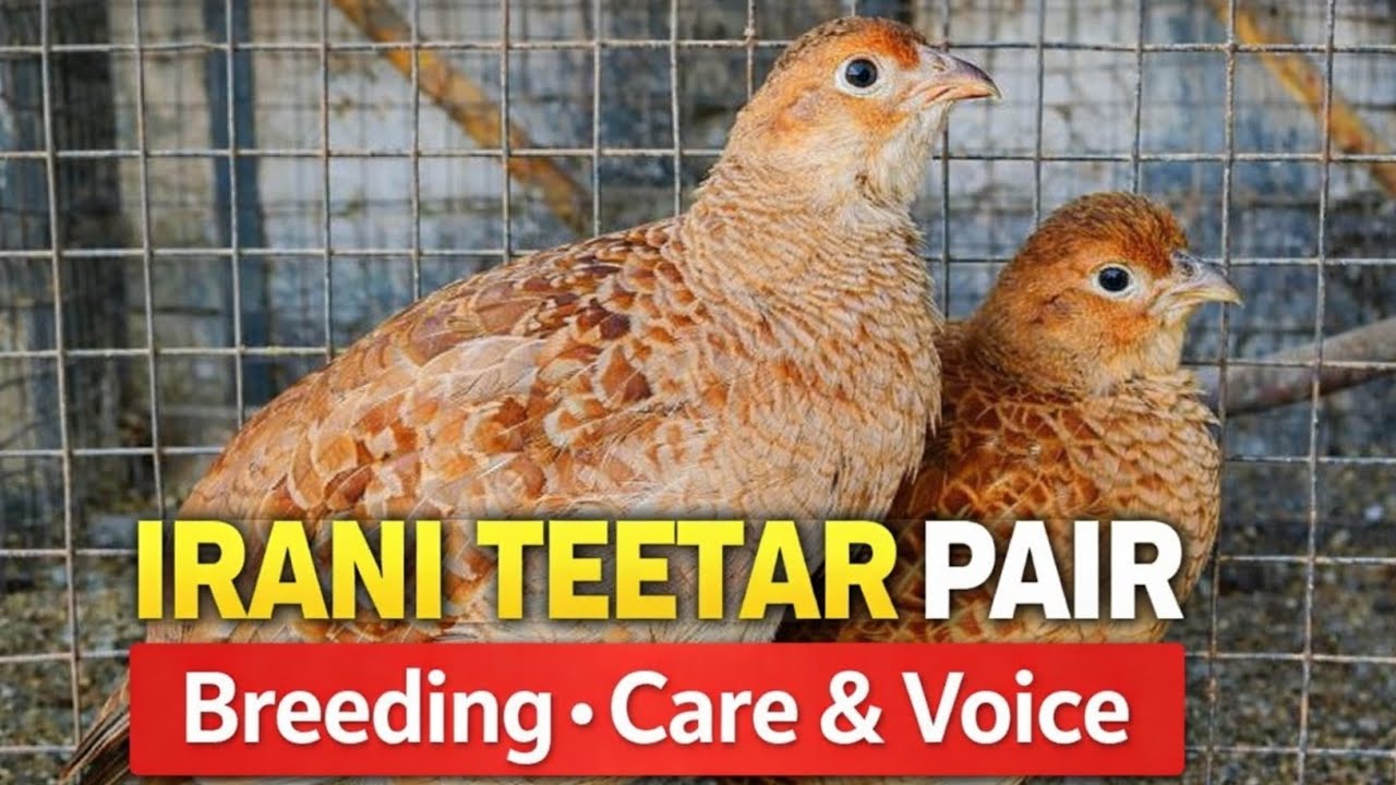 Teetar ki awaaz | Teetar Sound | Madi Teetar ki awaz | Irani teetar ki awaz | 