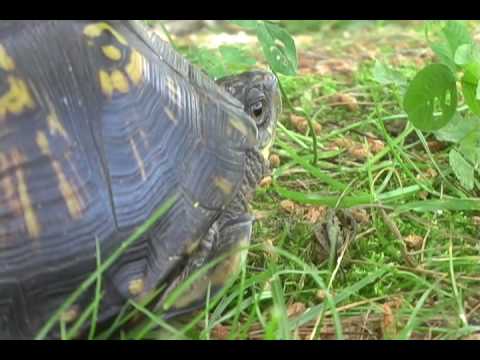 Earthshine Nature's Wild Adventures with Steve: Box Turtle Conservation part 3