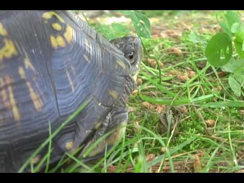 center for reproductive rights Earthshine Nature's Wild Adventures with Steve: Box Turtle Conservation part 3