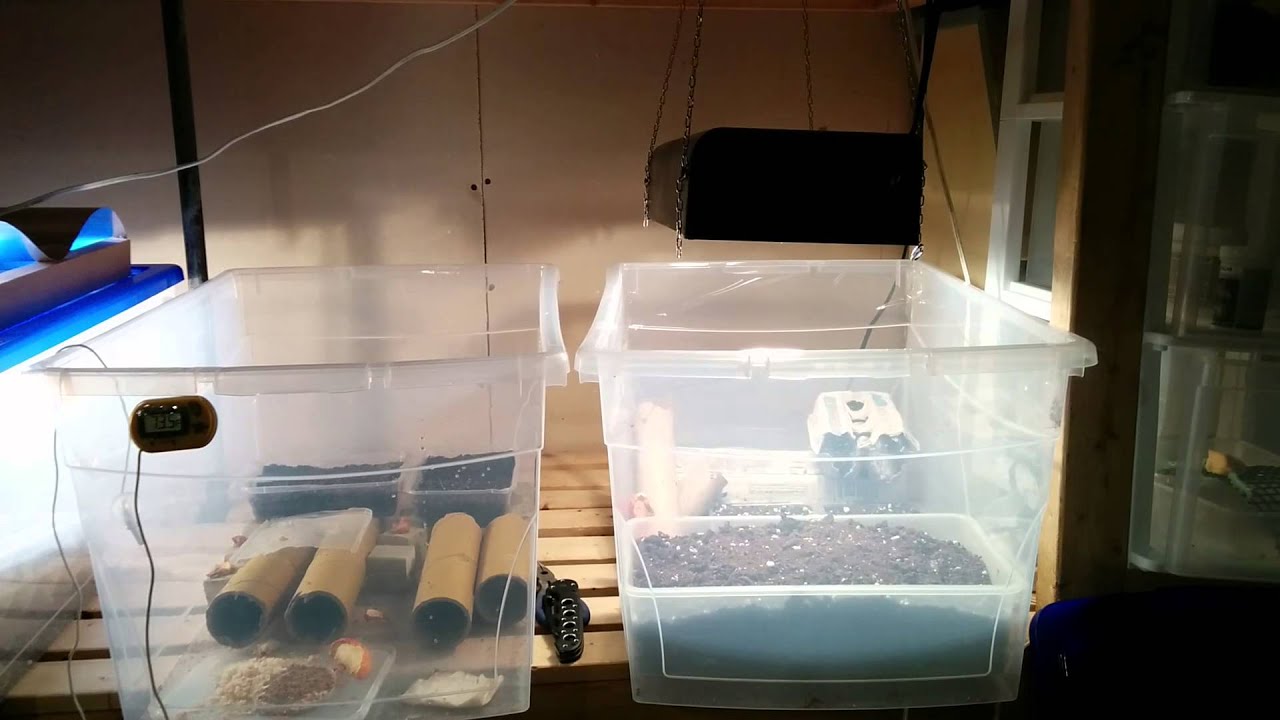 How To Breed Crickets Fast Easy Cheap Ready For The Apocalypse
