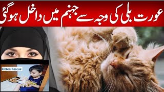 our new Pet Cat || Rescue Stray Cat.|| Cat videos|| kitten Rescue.