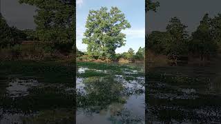 LAKE ll SAILING ll FlOAT ll #Justice for Zubeen da # shorts #viralshorts#nature #lakers