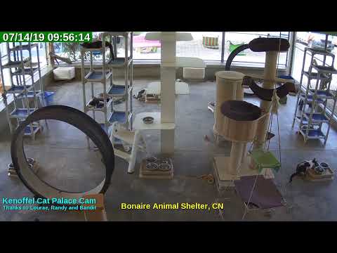 video editing software free Animal Shelter Bonaire Live Stream