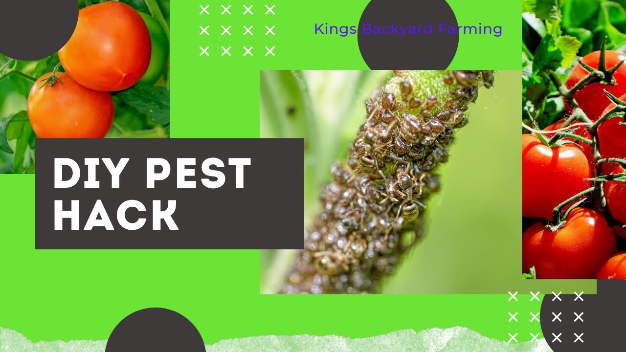Home Garden Hack! Getting Rid of Pests - YouTube