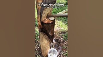Ingenious Juicing: Simple Sugarcane Extraction