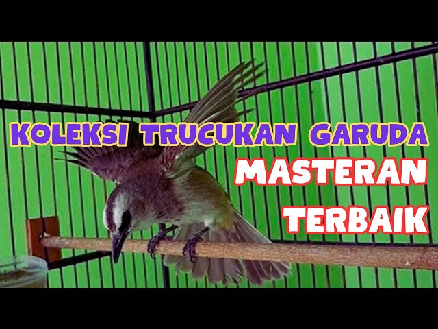 KOLEKSI TRUCUKAN GARUDA MASTERAN SUARA BURUNG TRUCUKAN GACOR class=