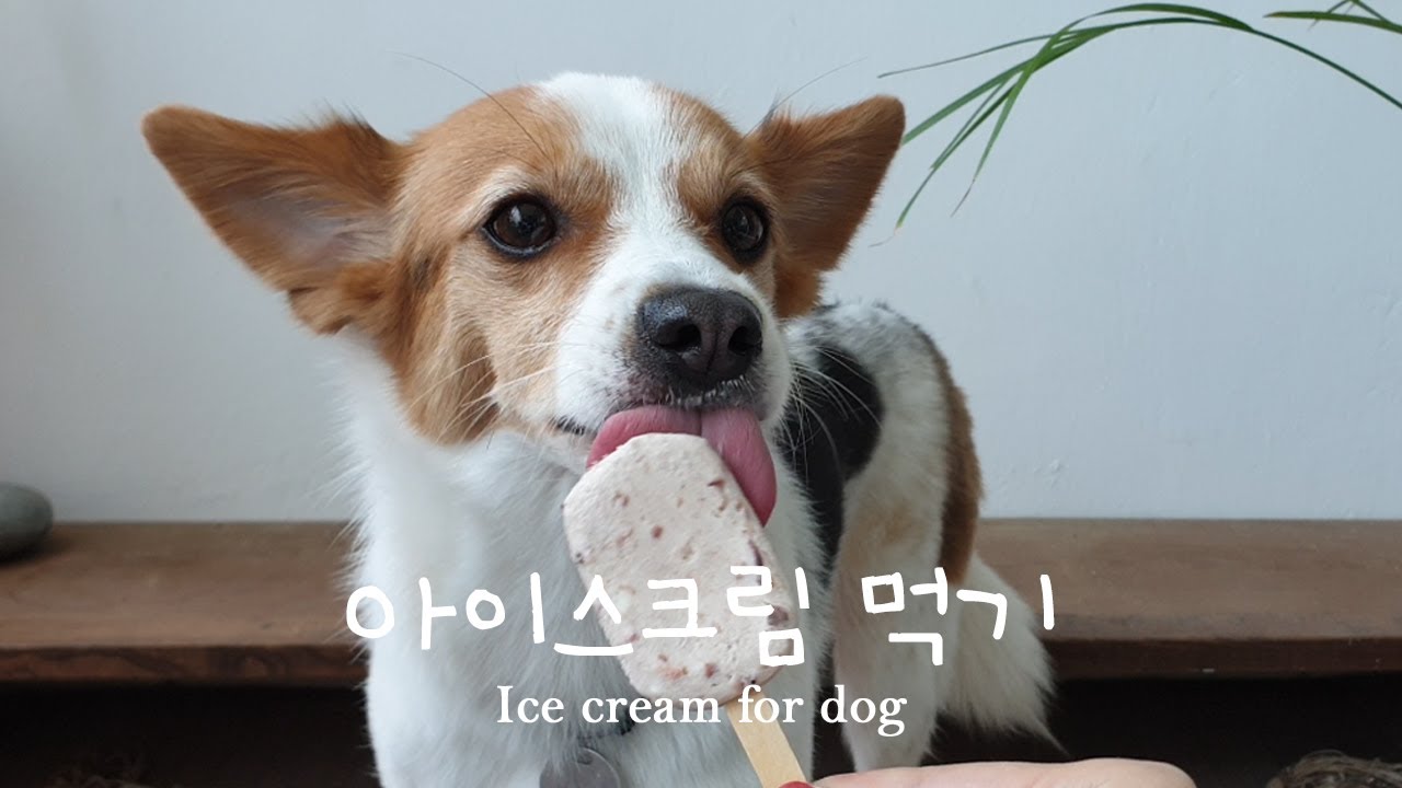 무더운 여름날 강아지 아이스크림 먹방 ice cream for dog YouTube