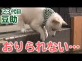 段差が苦手な豆助。おりられるかな?【柴犬・豆柴】