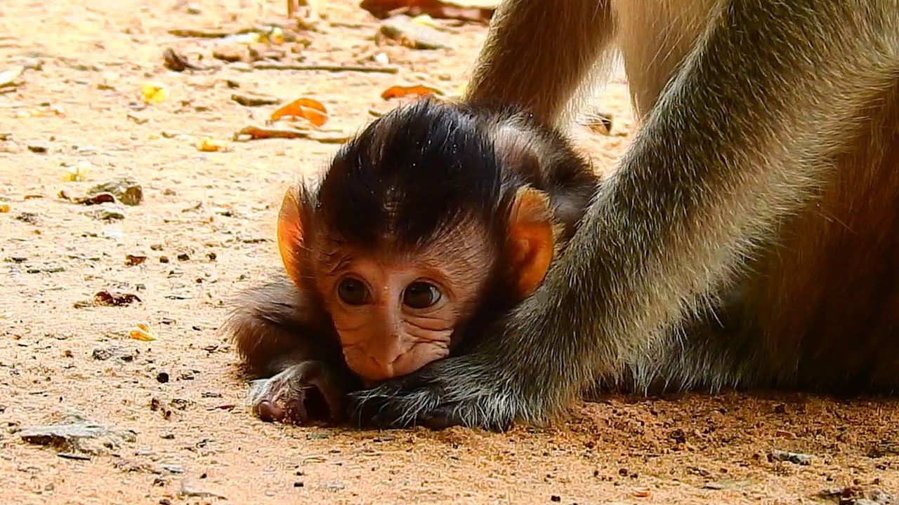 Best lovely Baby Patricia Bow heads down to suck her Mom’s hand,