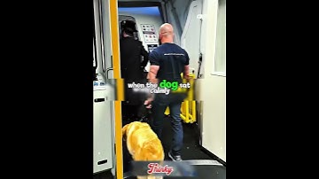 The Most Polite Dog on a Plane ✈️🐕 (@MagnusTheTherapyDog/YT) #shorts