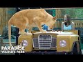 Visit paradise wildlife park