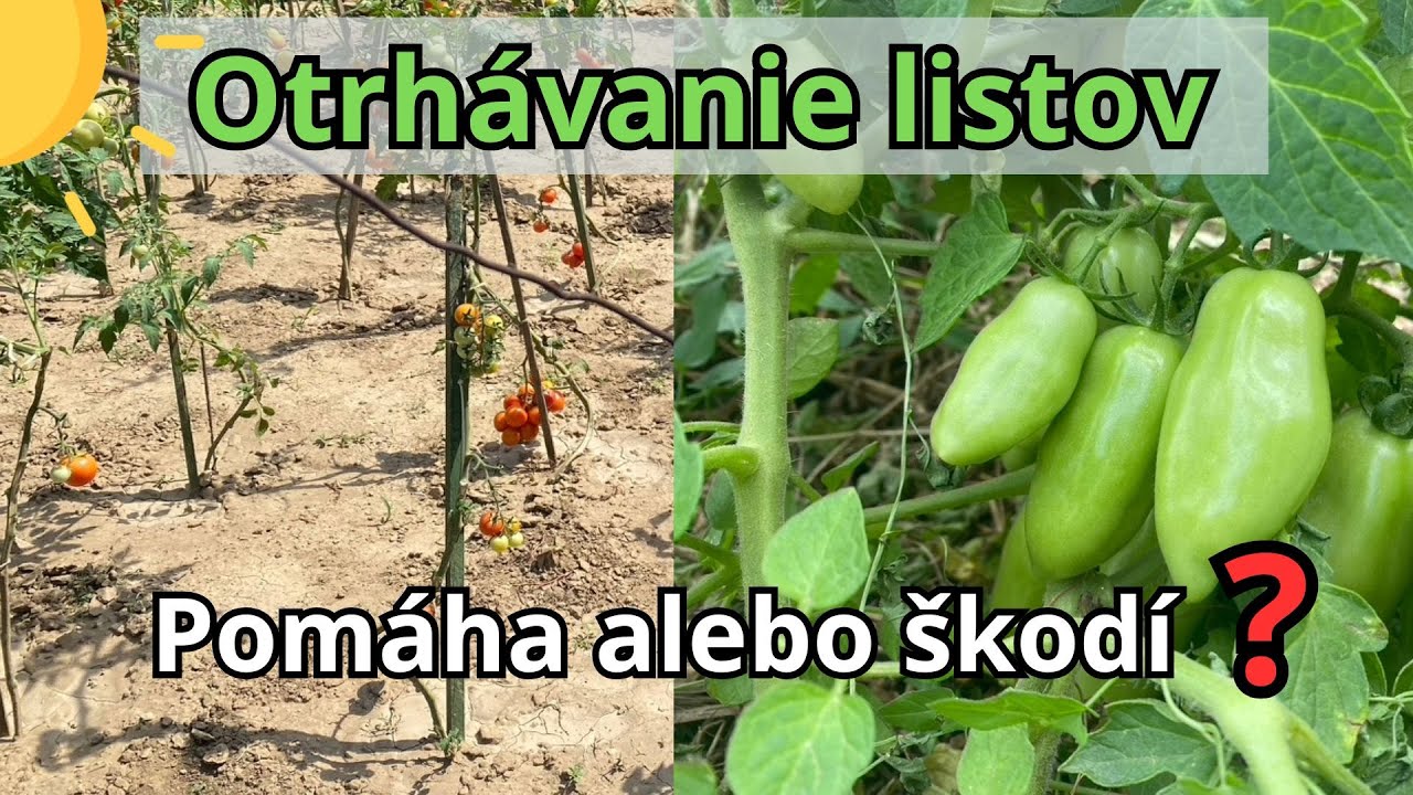 Prečo neoholiť rajčiny – mýty o otrhávaní listov