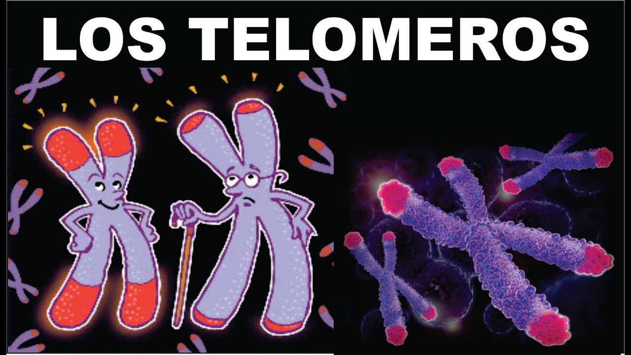 Envejecimiento Y Telómeros : La ciencia detrás del ejercicio y la ...