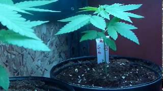 Subcool420 test seeds Black Dahlia