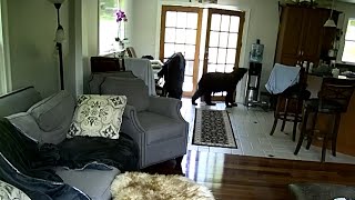 Brave Dog Scares Off Bear Inside Kitchen