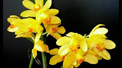 Lần đầu trồng địa lan hạc đỉnh vàng - Phaius flavus orchid flower, Xe tải tông chết người ở công ty Đỉnh Vàng, công nhân tại công ty đỉnh vàng đình công vì tiền tết chỉ được 700k sau 20 năm làm việt đỉnh vàng, Đỉnh Cao Nhạc Vàng Xưa Rung Động Triệu Con Tim - Lk Nhạc Trữ Tình Bolero Mới Nhất Hay Tê Tái