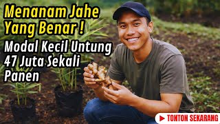 Download Lagu Tidak Viral, Tidak Heboh, Tapi Hasilnya Terasa Nyata. Panen Jahe Dan Detik Detik Menentukan Nilai! MP3