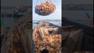 Download Lagu Kelapaku sayang kelapaku malang MP3