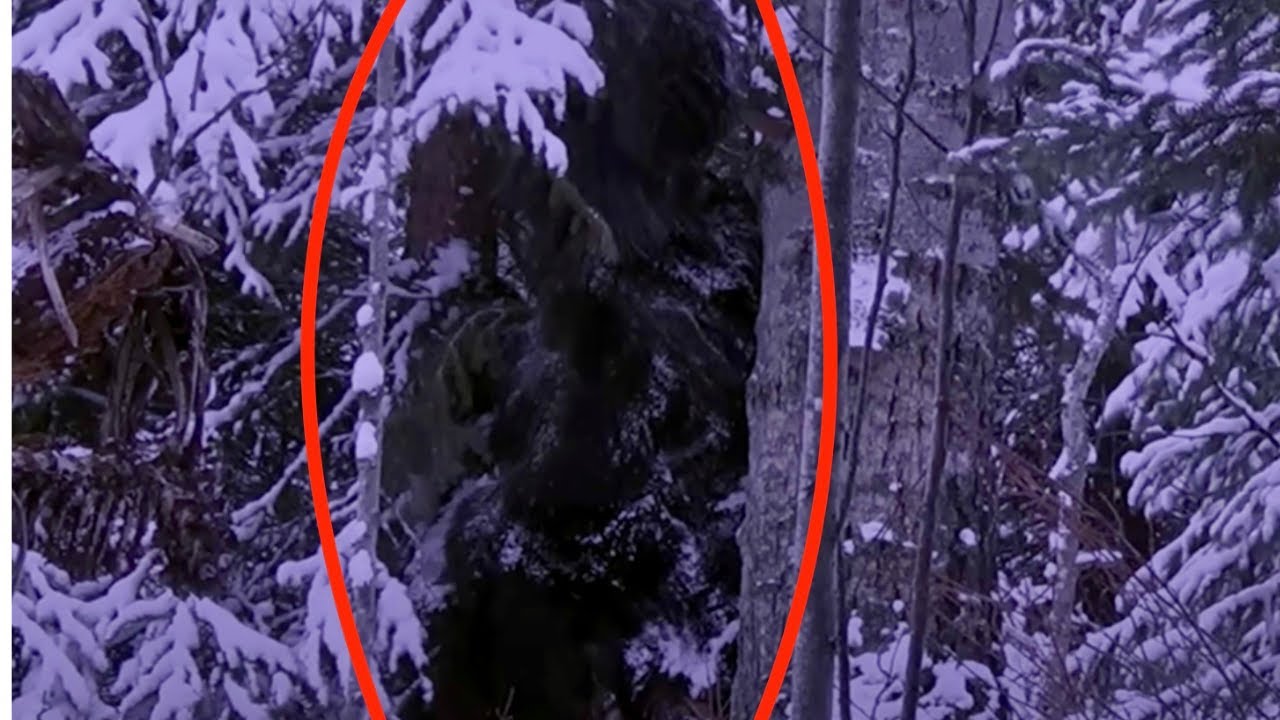 Elk Hunter Records Video Of Bigfoot In The Winter Forest - YouTube
