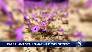 This endangered plant can only be found in Monterey County