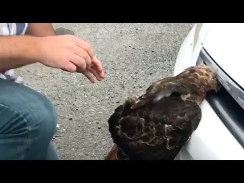 Vidéo: Touriste Tombe à Sa Mort Dans Le Grand Canyon