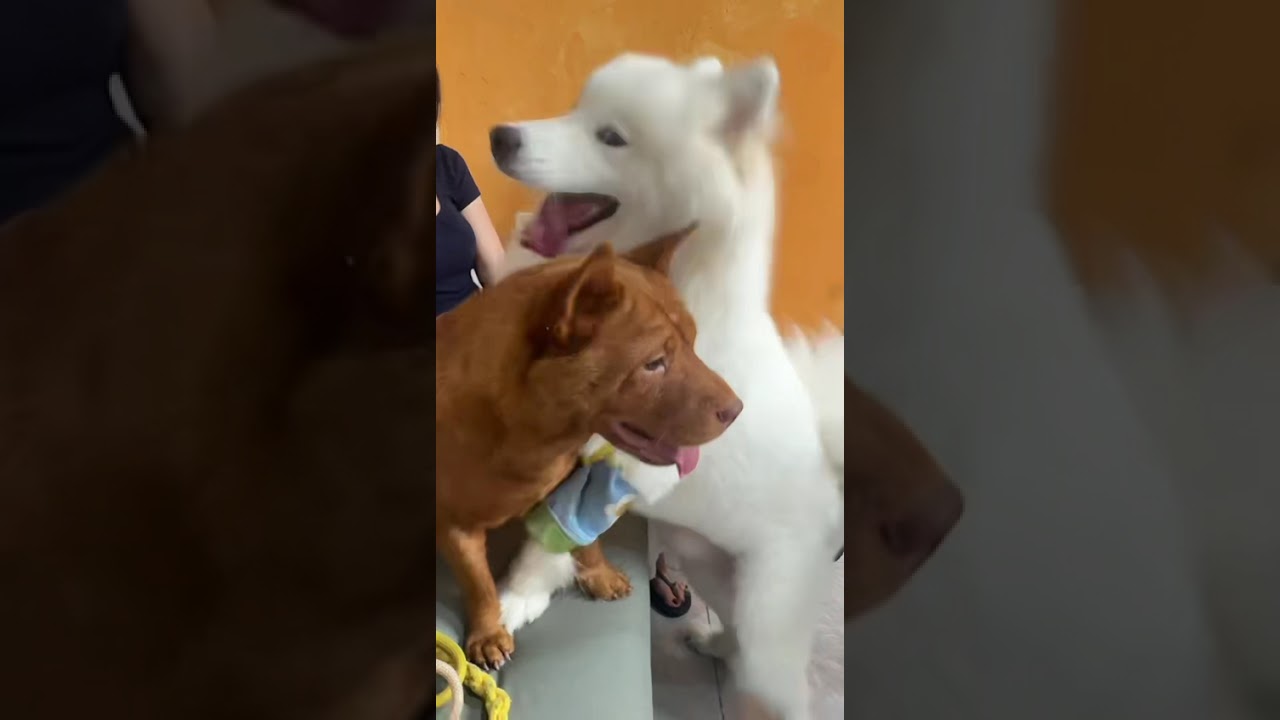 #funny  #funnyvideos #fyp #pov #foryoupage #fypシ #foryou#ytb