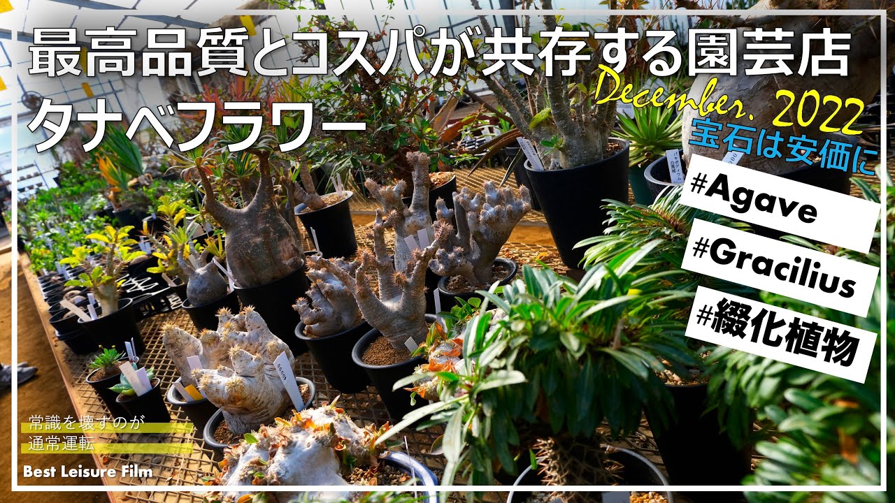 激レア最高級株！発根済み！オリザバ②極上株！アガベ　根付き 激レア最高級株！発根済み！オリザバ①極上株！アガベ 根付き 激レア最