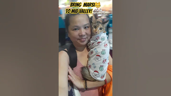 Video 10097391: coon calico tabby mixed, maine coon calico tabby, tabby maine coon cat, calico tabby mixed lovely, tabby cat meow, adorable maine coon cat, tabby cat funny, kitty cat, pet traveler