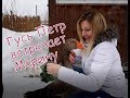 Гусь Петр встречает Марину