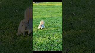 A squirrel scampered toward me for nuts shorts animals