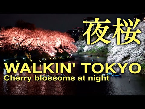 夜桜 東京 桜 桜の名所 花見スポット / 千鳥ヶ淵 目黒川 六本木 浅草 隅田川 ▶️ 音楽 : 祝迫健太郎 ▶️ Cherry blossoms at night / WALKIN' TOKYO