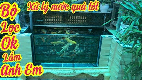 Hồ Cá Koi 1 Khối Đẹp Nước Trong Vắt Của Anh Tài Ở Hưng Yên - Bộ Lọc Hoạt Động Hiệu Quả - Cá Cực Sung